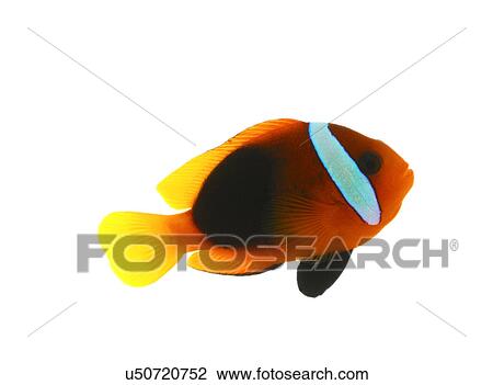 Clown Fish View Large Photo Image Stock Image - Clown Fish. Fotosearch