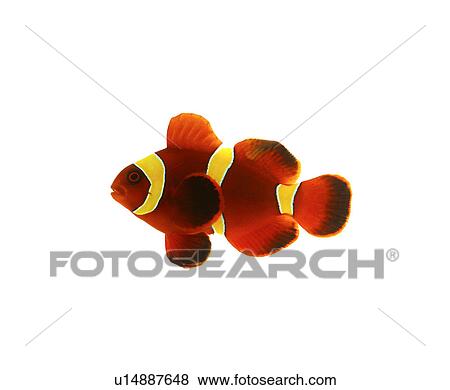 Stock Photo - Clown Fish. Fotosearch