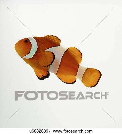 Clown Fish View Large Photo Image Stock Photo - Clown Fish. Fotosearch