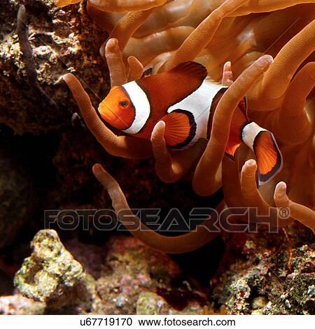 Stock Image - Clown Fish with Anemone. Fotosearch
