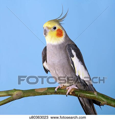 Cockatiel View Large Photo Image Stock Image - Cockatiel. Fotosearch