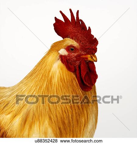 Cockerel View Large Photo Image Stock Photo - Cockerel. Fotosearch