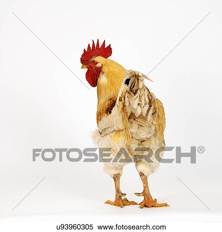 Stock Photography - Cockerel. Fotosearch