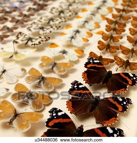 Collection of butterflies View Large Photo Image Stock Photograph - Collection of butterflies. Fotosearch