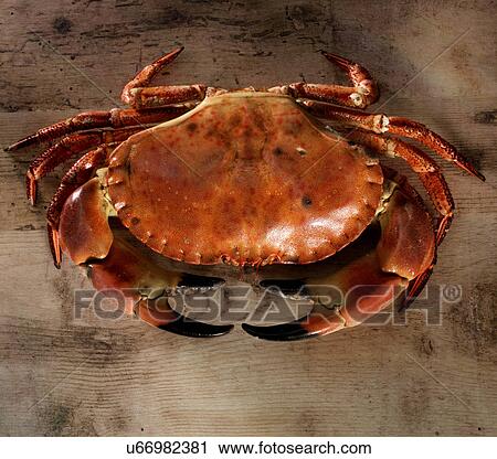 Stock Image - Crab. Fotosearch