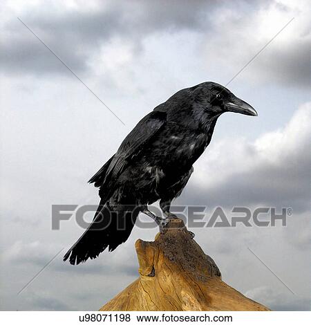 Stock Photo - Crow. Fotosearch