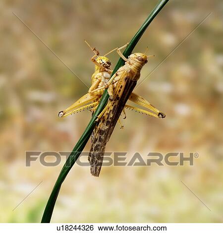 Desert Locusts on twig View Large Photo Image Stock Photograph - Desert Locusts on twig. Fotosearch