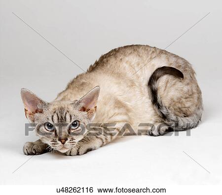 Stock Photograph - Devon Rex in crouching position. Fotosearch