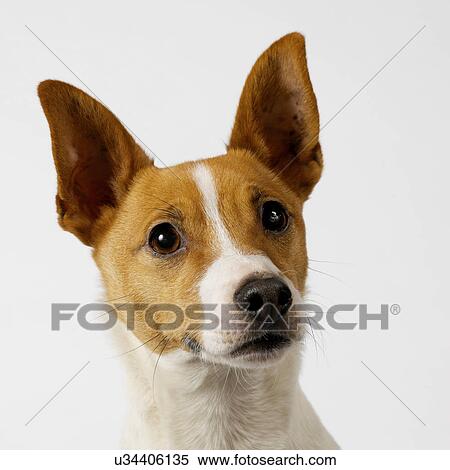 Dog with ears raised View Large Photo Image Stock Photography - Dog with ears raised. Fotosearch