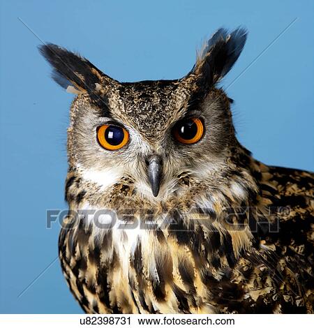 Stock Image - Eagle Owl. Fotosearch