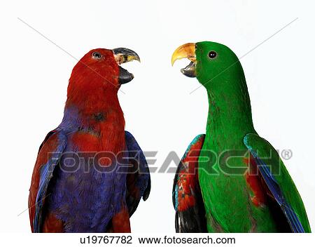 Eclectus Parrots View Large Photo Image Stock Image - Eclectus Parrots. Fotosearch