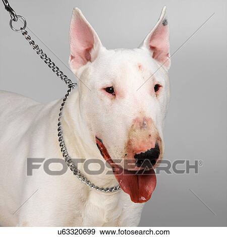 Stock Photo - English Bull Terrier on leash. Fotosearch