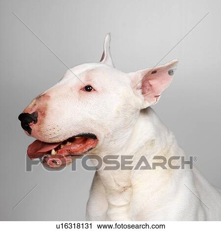 English Bull Terrier panting View Large Photo Image Stock Image - English Bull Terrier panting. Fotosearch