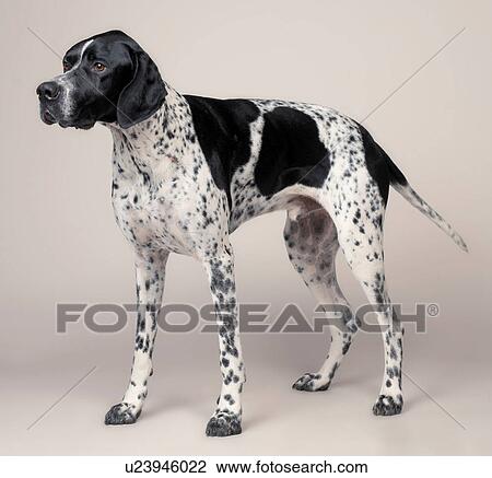 English Pointer Stock Image U23946022 Fotosearch