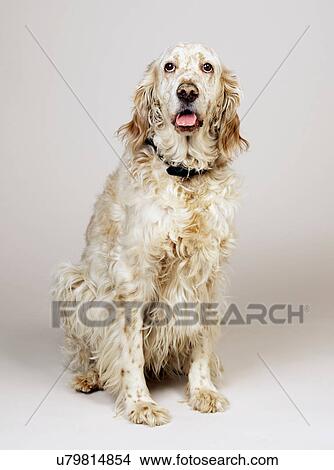 English Setter with mouth open View Large Photo Image Picture - English Setter with mouth open. Fotosearch