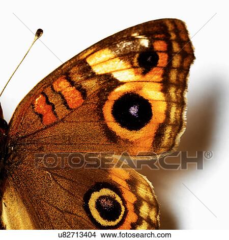 Eye-like markings on butterfly View Large Photo Image Picture - Eye-like markings on butterfly. Fotosearch
