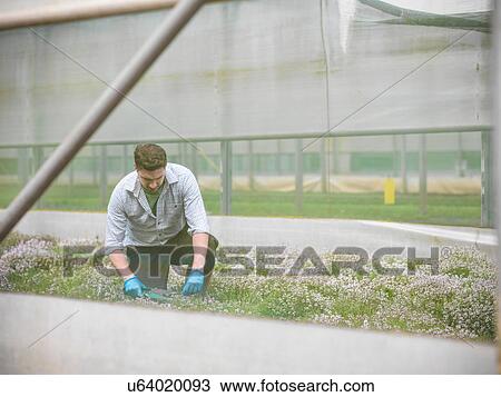Stock Image - Farmer kneeling to cut thyme. Fotosearch