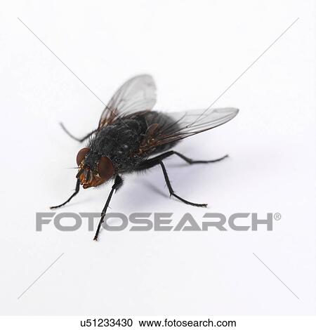 Fly View Large Photo Image Stock Image - Fly. Fotosearch