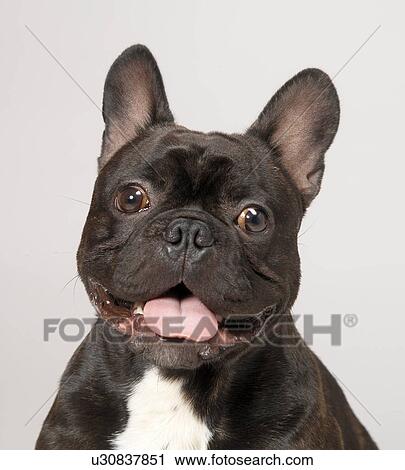 Stock Image - French Bulldog with mouth open. Fotosearch