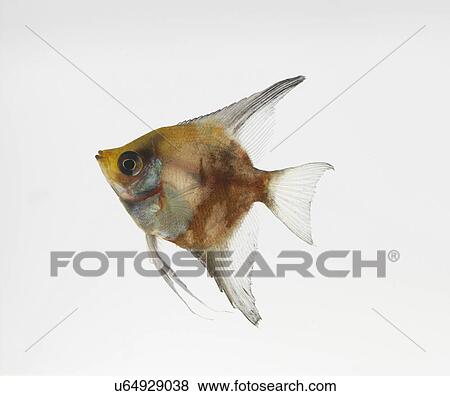 Freshwater Angelfish View Large Photo Image Stock Photo - Freshwater Angelfish. Fotosearch
