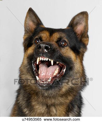German Shepherd snarling View Large Photo Image Stock Photography - German Shepherd snarling. Fotosearch