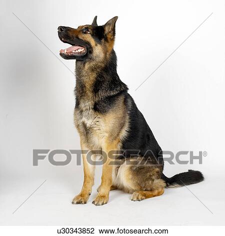 German Shepherd View Large Photo Image Stock Image - German Shepherd. Fotosearch