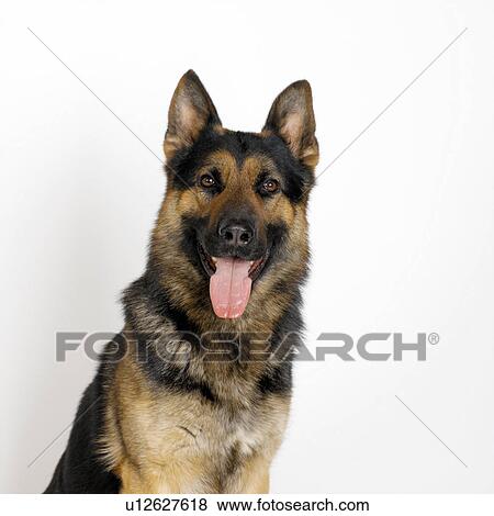 Stock Photo - German Shepherd. Fotosearch