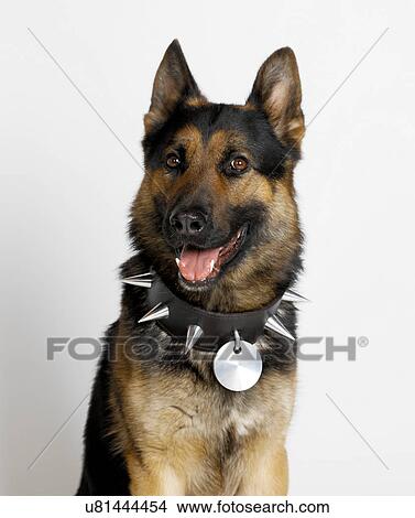 Picture - German Shepherd with spike stud collar. Fotosearch