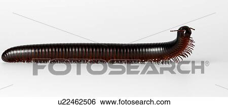 Stock Photograph - Giant Millipede. Fotosearch
