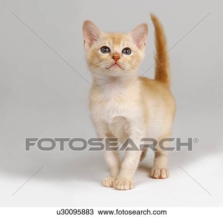 Ginger kitten View Large Photo Image Stock Image - Ginger kitten. Fotosearch