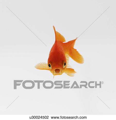 Goldfish View Large Photo Image Stock Image - Goldfish. Fotosearch