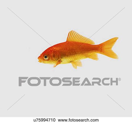 Goldfish View Large Photo Image Stock Image - Goldfish. Fotosearch