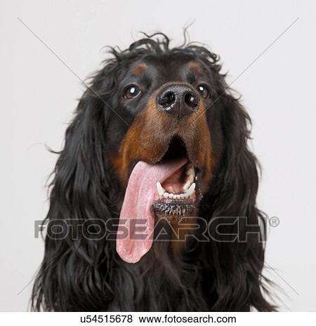Gordon Setter with tongue hanging out on side View Large Photo Image Stock Photo - Gordon Setter with tongue hanging out on side. Fotosearch