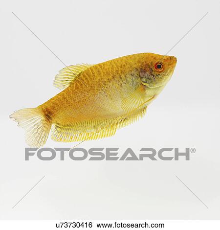 Stock Photograph - Gourami. Fotosearch