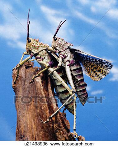 Stock Photograph - Grasshoppers on tree stump. Fotosearch
