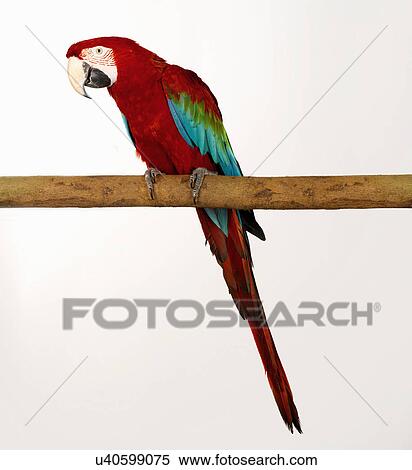 Stock Photography - Green Wing Macaw on perch. Fotosearch