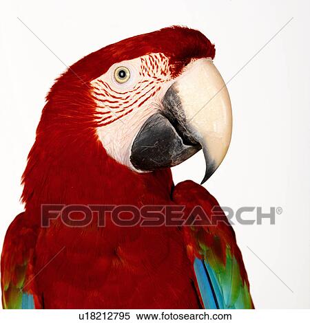 Stock Photography - Green Wing Macaw. Fotosearch