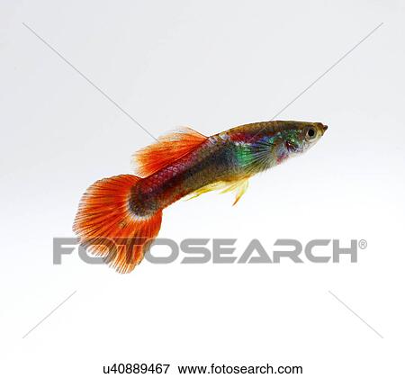 Stock Photo - Guppy. Fotosearch