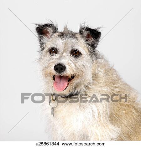 Happy mongrel View Large Photo Image Picture - Happy mongrel. Fotosearch