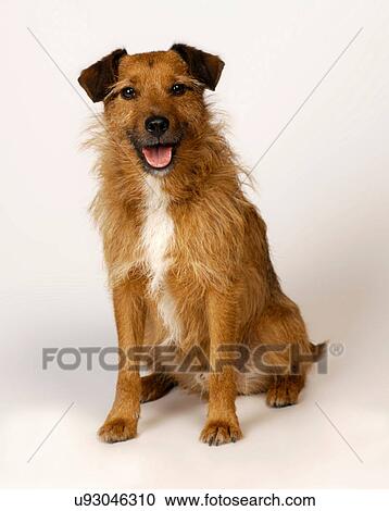 Stock Image - Happy mongrel. Fotosearch