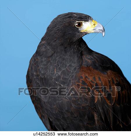 Stock Image - Harris Hawk. Fotosearch
