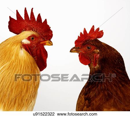 Hen and cockerel View Large Photo Image Stock Image - Hen and cockerel. Fotosearch