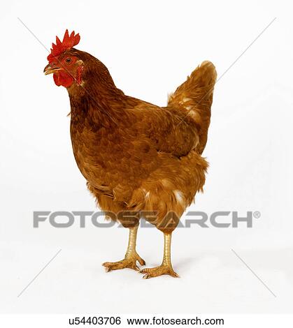 Hen View Large Photo Image Stock Photograph - Hen. Fotosearch
