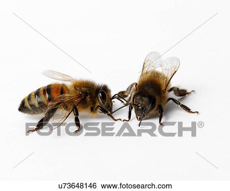 Stock Photograph - Honey bees. Fotosearch