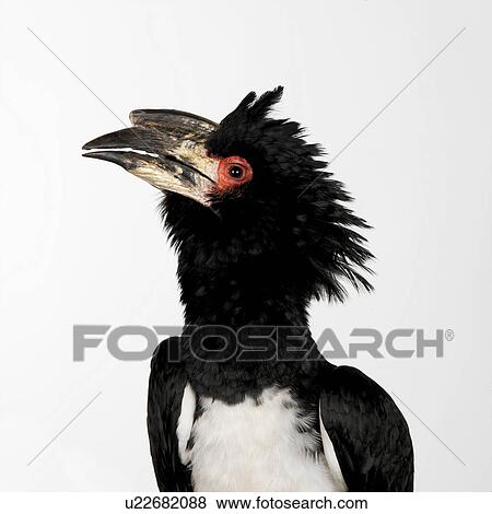 Stock Photo - Hornbill. Fotosearch