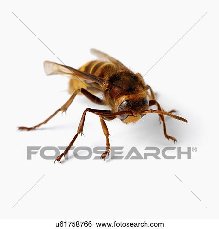 Hornet View Large Photo Image Stock Photograph - Hornet. Fotosearch
