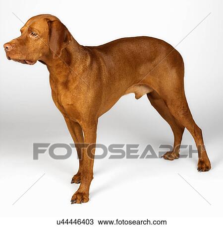 Stock Image - Hungarian Vizsla. Fotosearch