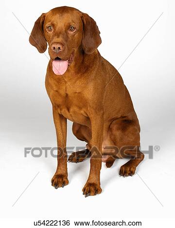 Stock Photograph - Hungarian Vizsla. Fotosearch