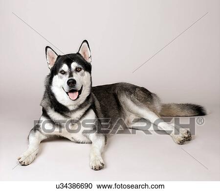 Stock Image - Husky relaxed. Fotosearch