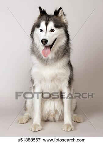 Stock Photo - Husky. Fotosearch